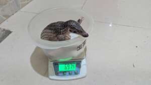 Pangolin Mimi who is being hand raised at PTWRC