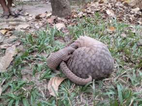 Rescued pangolin mother with baby