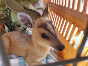 Baby rescued red muntjac brought to Nursery