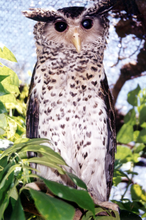 Spot-billed Eagle Owl