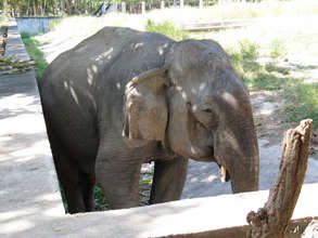 Sambo at Phnom Tamao