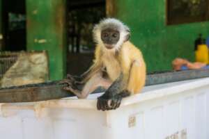 A rescued silver langur