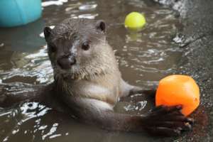 Smooth-coated otter plays with some plastic balls