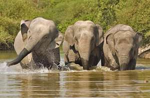 The elephants at the Rescue Center