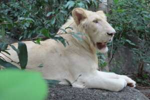 Phnom Tamao welcomes two young male white lions