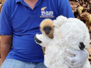 A yellow-cheeked gibbon rehabilitating at PTWRC