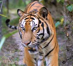 We care for 6 tigers at the Center.