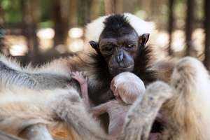 Baby Pileated Gibbon and Mom