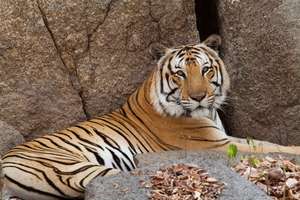 Rescued tiger at Phnom Tamao