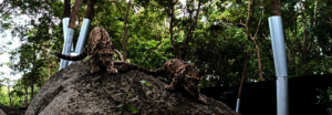 Clouded leopard cubs exploring new enclosure