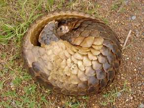 Pangolins curl up when threatened