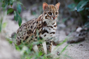 Leopard Cat