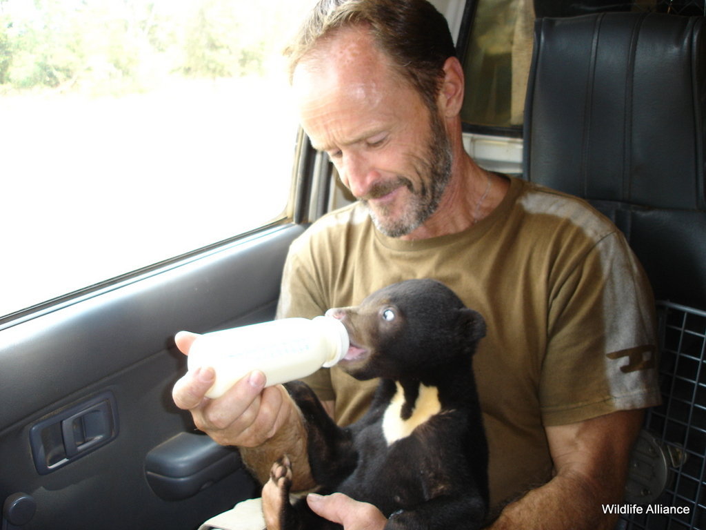 Bottle Feeding Malayan Sun Bear