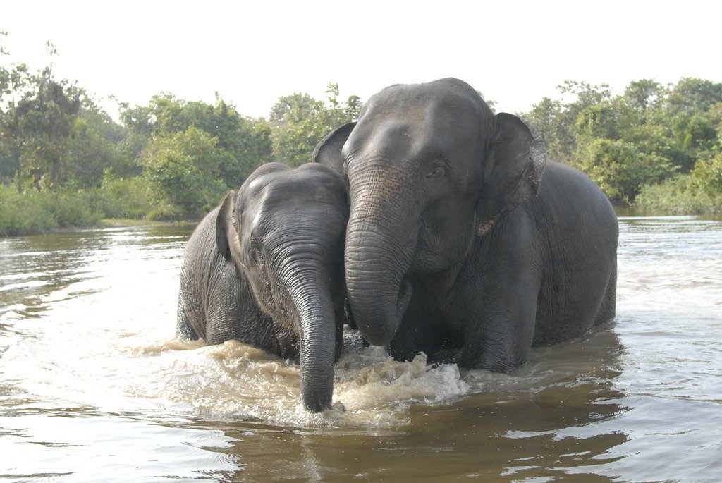 Lucky and Chhouk, Rescued Asian elephants