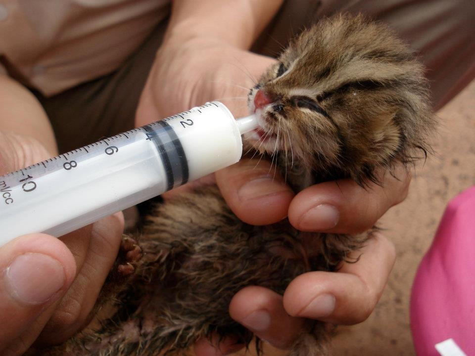 Nursing a baby leopard cat back to health