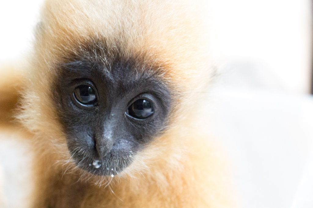Baby Yellow Cheeked Gibbon Thriving at the Center