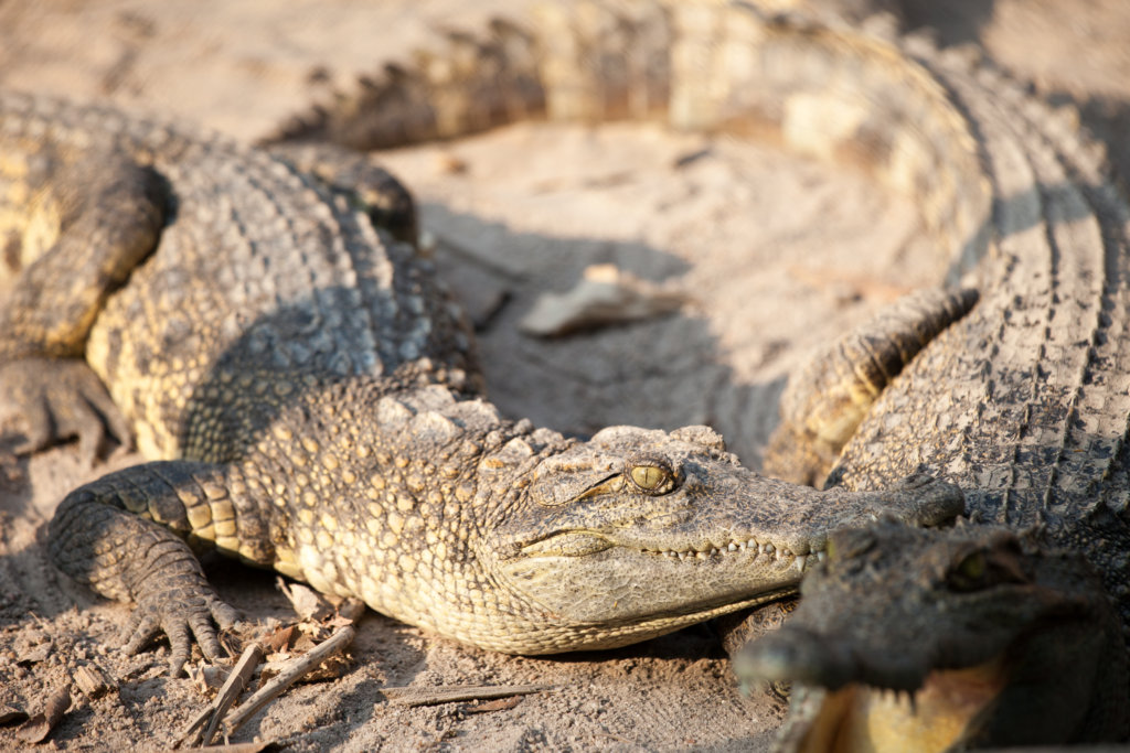 Critically Endangered Siamese Crocodile