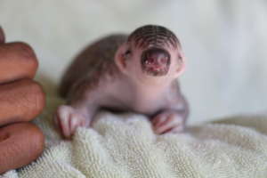 2 week old orphaned pangolin