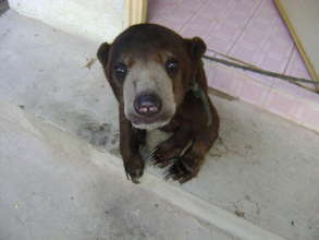 A Rescued Baby Sun Bear