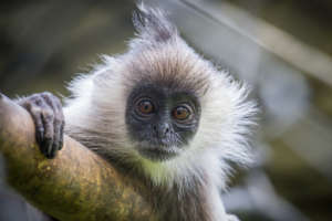 Endangered Silvered Langur Born at the Center