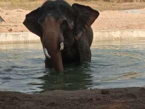 Chhouk happily using his new pool