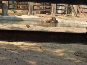 Chhouk finding relaxation in the soothing pool