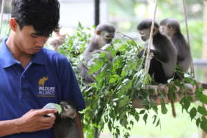 Help Care for Rescued Animals in Cambodia