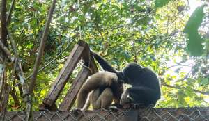 The gibbon coming out of their enclosure together