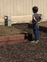 PreKinder student looks over the new school garden