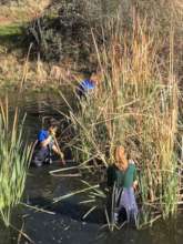 Pond restoration