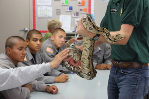 Ball Python - Pickles