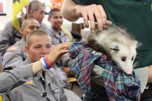 Learning about native wildlife - Acorn the Opossum