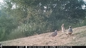 Catching wildlife on the trail cam