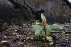 Regrowth - nature's recovery (post fire)