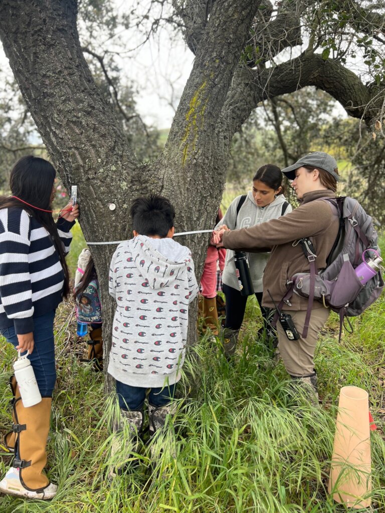 Students help measure an oak tree.
