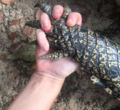 New best friends - Mikayla and a crocodile