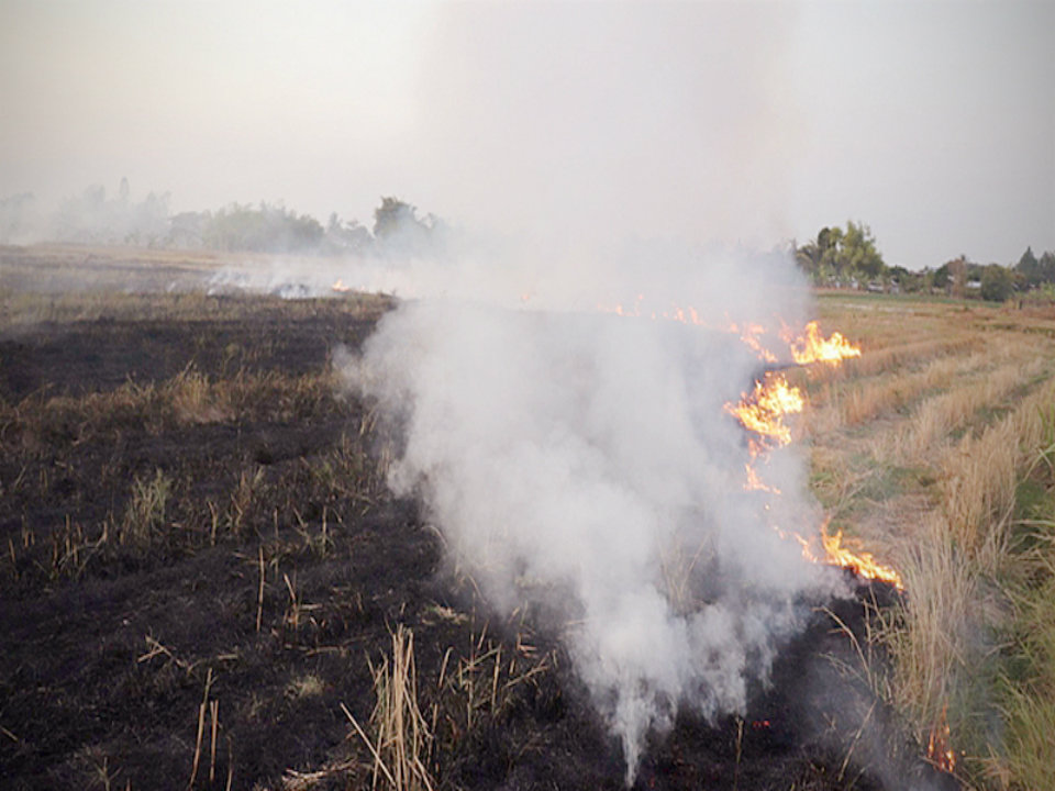 Change to organic farm for air pollution in Thai