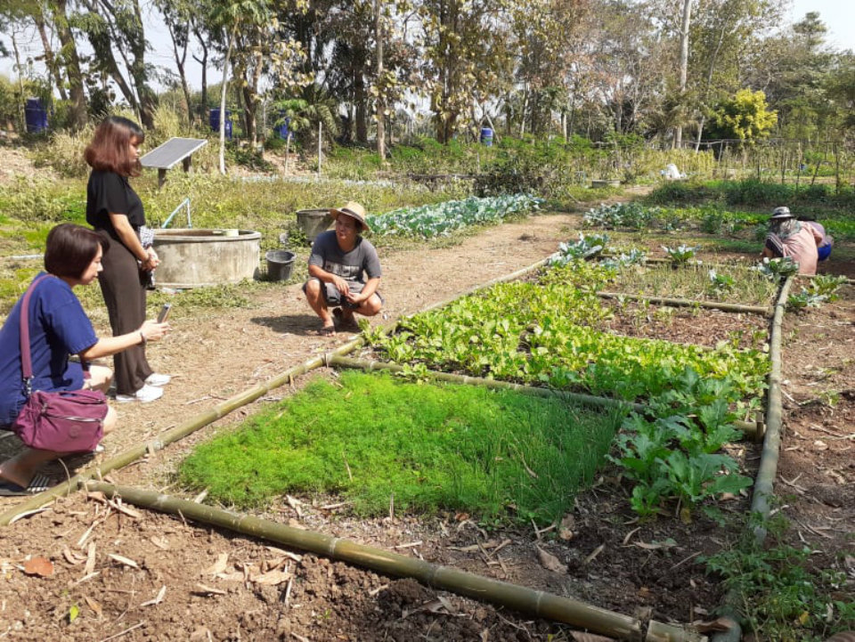 Change to organic farm for air pollution in Thai