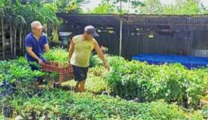 Purchase of Seedlings