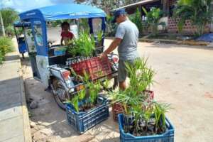 Bringing aguaje palm seedlings to the center