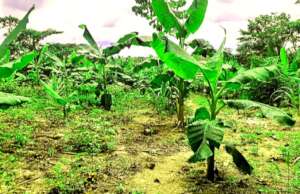 Traditional banana farm