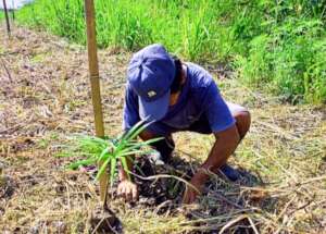 Planting an aguaje palm (Mauritia flexuosa)