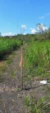 The aguaje planted along our floodplain perimeter.