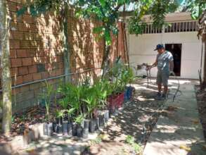 Aguaje (Mauritia flexuosa) ready for planting.