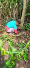Planting in our secondary forest.