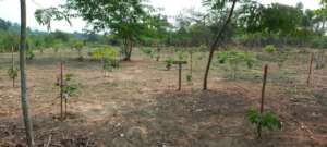 Newly Planted Trees Thrived Through the Summer!