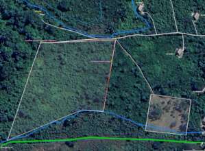 We Will Now Reforest Another Hectare (2.47 Acres)