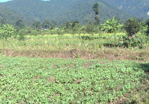 Devdaha--Durga's Organic Crops Microgrant Project