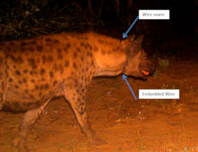 Hyena with embedded snare around her neck.