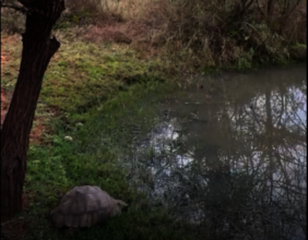 Leopard tortoise released at water hole